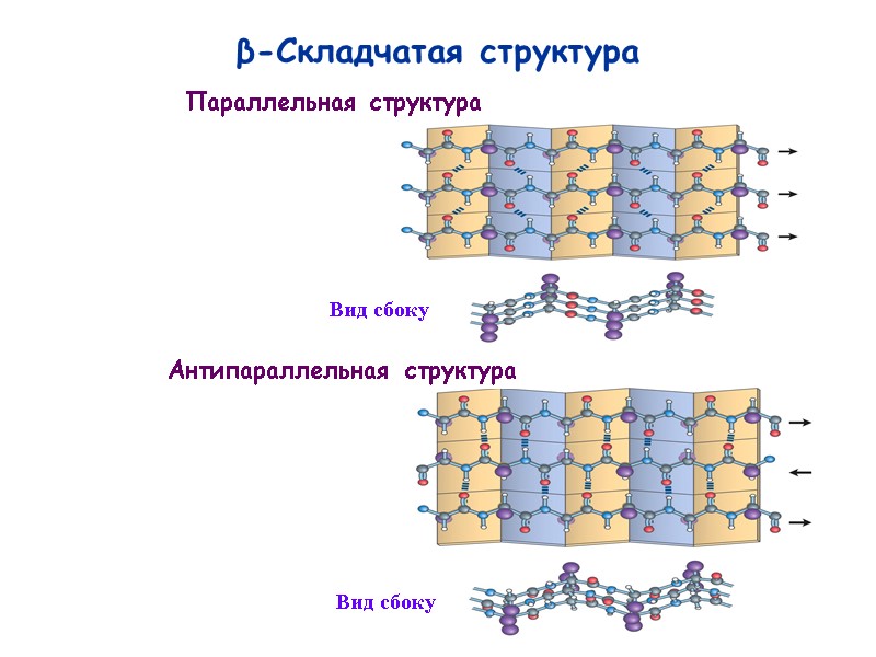 33 β-Складчатая структура Параллельная структура Антипараллельная структура Вид сбоку Вид сбоку